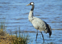 После гибели 230 журавлей завели уголовное дело на Ставрополье