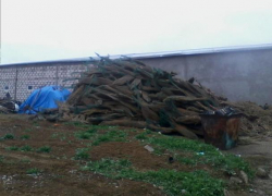 Жителей Георгиевска возмутила свалка сухих новогодних деревьев