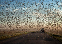 Дополнительные 22 миллиона рублей выделили на борьбу с нашествием саранчи в Ставропольском крае 