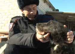 Ставропольский полицейский стал хозяином расстрелянной собаки
