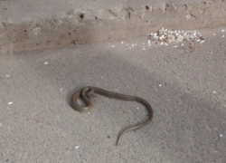 Ядовитая гадюка напугала жителей юго-западного района