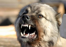 Кавказская овчарка загрызла жителя Кавминвод