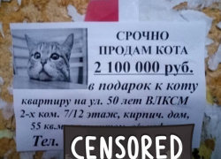 "Купи кота и получи квартиру в подарок!" - житель Ставрополя поразил горожан "супер" предложением