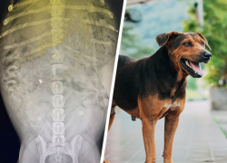 В Ставрополе неизвестный расстрелял стаю бездомных собак