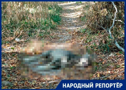 Нашли три трупа: отравленных собак заметили на Холодных родниках в Ставрополе