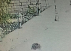 Малолетний вор подменил свой старый велосипед на новый в Ставрополе