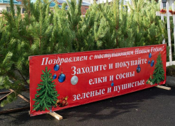 В Ставрополе заработают 16 елочных базаров