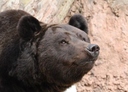 Следы вымершего более 5 миллионов лет назад медведя нашли палеонтологи на Ставрополье