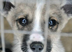 На Ставрополье мужчина жестоко убил собаку на глазах у детей