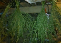 У жителя Благодарного нашли более 8 кг марихуаны