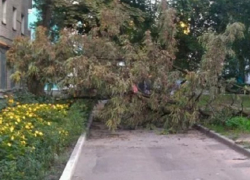 Огромное дерево переломало позвонки 11-летней девочки в Лермонтове