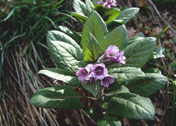 Редкая пузырница восточная оказалась под угрозой исчезновения на Ставрополье