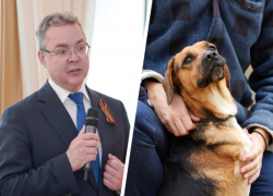 Губернатор Ставрополья «разнес» подписанное им же постановление о выгуле домашних животных 