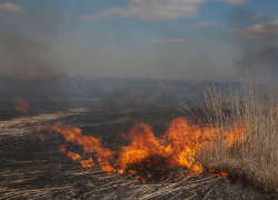 Пожарным удалось отбить у огня 60 гектаров кукурузы