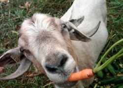 На Ставрополье сократилось производство мяса и молока, но выращено больше  овощей