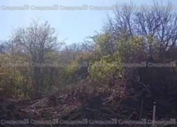 Проверку по вырубке деревьев у Татарского леса проводят ставропольские следователи 