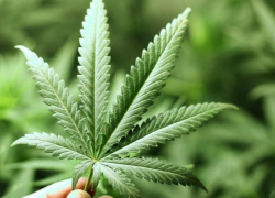 На Ставрополье мужчина выращивал во дворе 45 кустов конопли