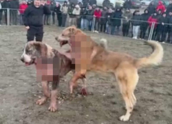 Ситуацию с подпольными боями собак на Ставрополье взяли на карандаш в полиции