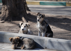Жители Пятигорска сообщили о массовом истреблении бродячих и домашних собак