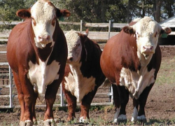 После выявления у крупного скота бруцеллеза мужчина всё равно продал его