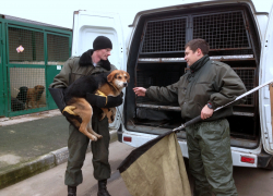 Суд принудил чиновников на Ставрополье приструнять агрессивных собак эффективнее 