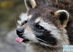 Ставропольские спасатели пришли на помощь еноту