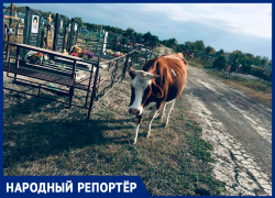 Телки на православном кладбище Нефтекумска оскорбили ставропольцев