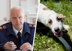 Нападение бродячей собаки на девочку в Минводах привлекло внимание Александра Бастрыкина