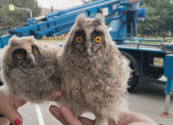 Неравнодушные жители спасли выпавших из гнезда совят на Ставрополье 