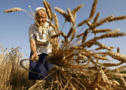 На Ставрополье прибавку к пенсии получат 28 тысяч сельских пенсионеров