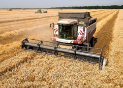 Урожай на Ставрополье снизится из-за засухи 