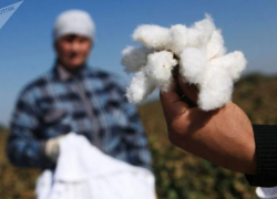 На Ставрополье появится завод по переработке хлопка
