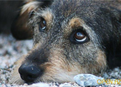 На Ставрополье мужчина убил собаку на глазах у детей