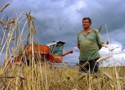 Почти 700 миллионов рублей выделило правительство начинающим и семейным фермерам на Ставрополье