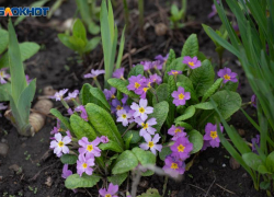 Скоро все минусы исчезнут: температуру до +20 градусов пообещали на Ставрополье 11 марта