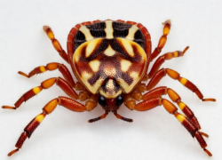 Врачи Ставрополья развеяли панику вокруг африканских клещей