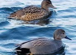 Двоих жителей Ставрополья задержали за нелегальную охоту на уток