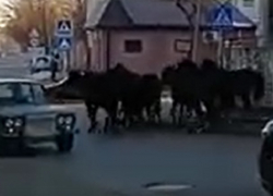 Табун лошадей пронесся по центру Кисловодска 