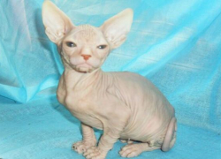 Коты-сфинксы и редкая ящерица погибли в страшном пожаре на улице Дзержинского