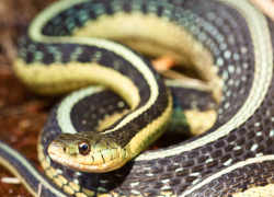 На Ставрополье спасатели выловили змею, заползшую в дом к местной жительнице