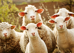 Похитителей овец задержали на Ставрополье