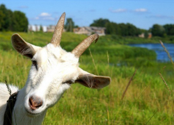 Козоводов Ставрополья посчитали надеждой России