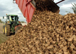 Дожди на Ставрополье затруднили уборку сахарной свеклы