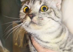 Упавшую в шестиметровую шахту кошку вызволили спасатели на Ставрополье