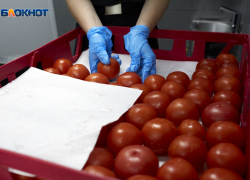 Вывозим другим, сами берем за тысячу: Ставрополье отгрузило в регионы более 7 тысяч тонн помидоров 