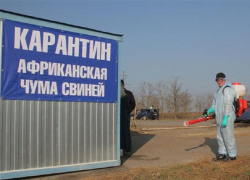 В Шпаковском округе из-за африканской чумы свиней введен карантин