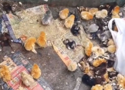 В Невинномысске неизвестные выбросили десятки цыплят на свалку