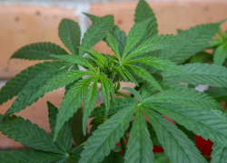 На Ставрополье мужчина хранил 1,2 килограмма  наркотиков