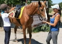 "Недосмотрели": 5 лошадей пропало в конном клубе Ессентуков