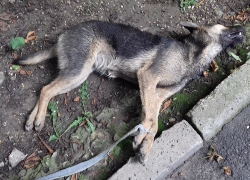 Живодеры жестоко убили двух щенков в Кисловодске